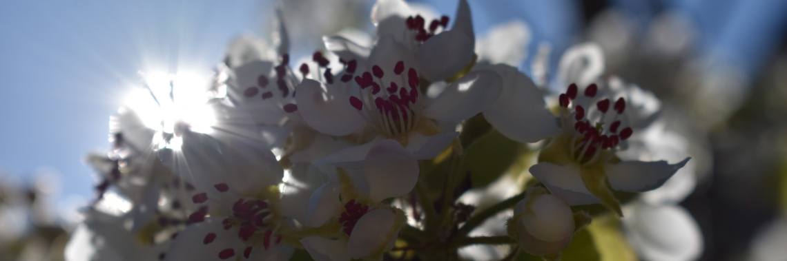 Inkijkje in mijn kleine paradijs : deel 1 - lente (met veel foto's !) | enigma