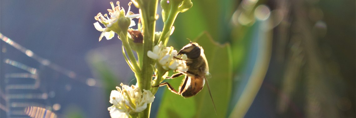 Inkijkje in mijn kleine paradijs, deel 4 : volop zomer ! | enigma