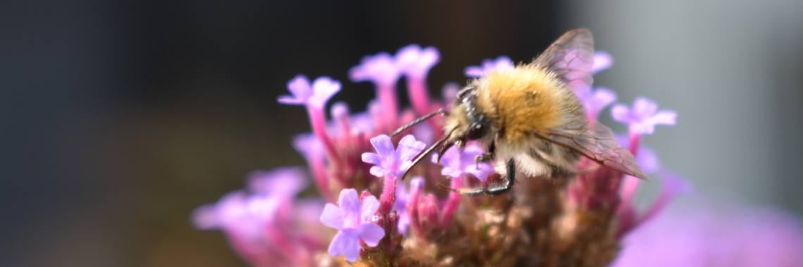 Inkijkje in mijn kleine paradijs, deel 5 : late zomer. | enigma