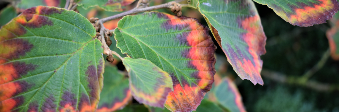 Inkijkje in mijn kleine paradijs - deel 7 : herfst | enigma