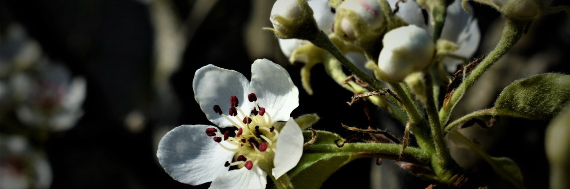 Is het nu lente ? | enigma