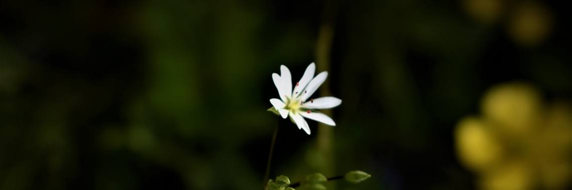 Juni, het is mijn geluksmaand niet... | enigma