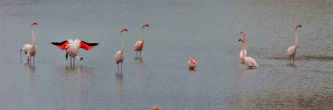 Lente in Spanje : flamingo's spotten bij Las Salinas Calpe | enigma