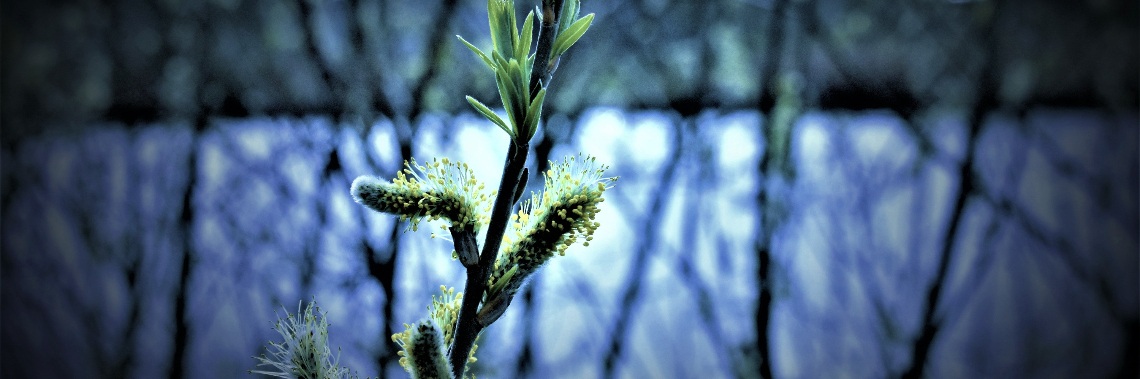 Lentekriebels | enigma