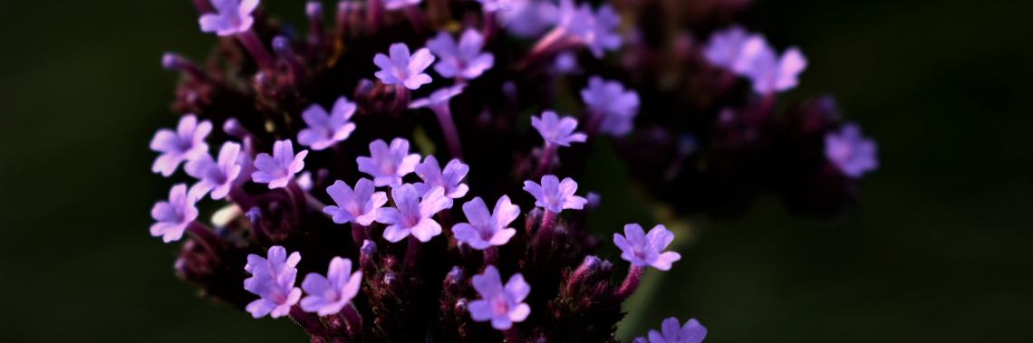 Photographie Low Key sans flash | enigma