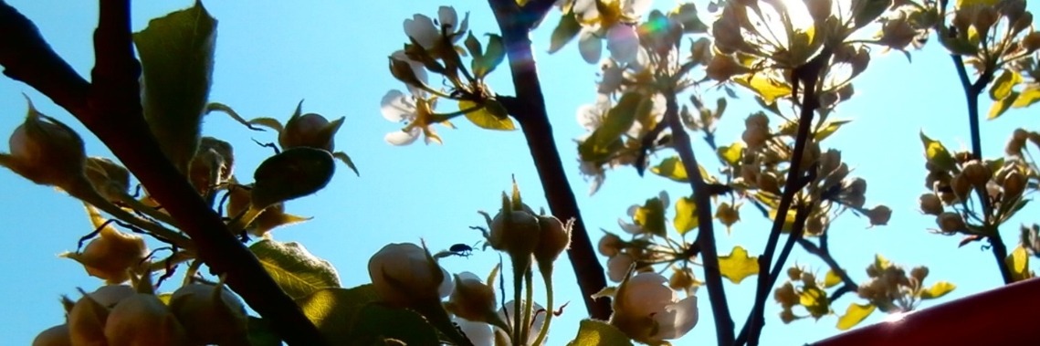 Met deze simpele truc vergroot je de oogst in eigen tuin ! | enigma