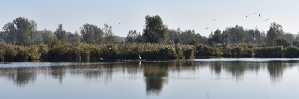 Natuurgebied 'de Blankaart ' , bij Diksmuide | enigma