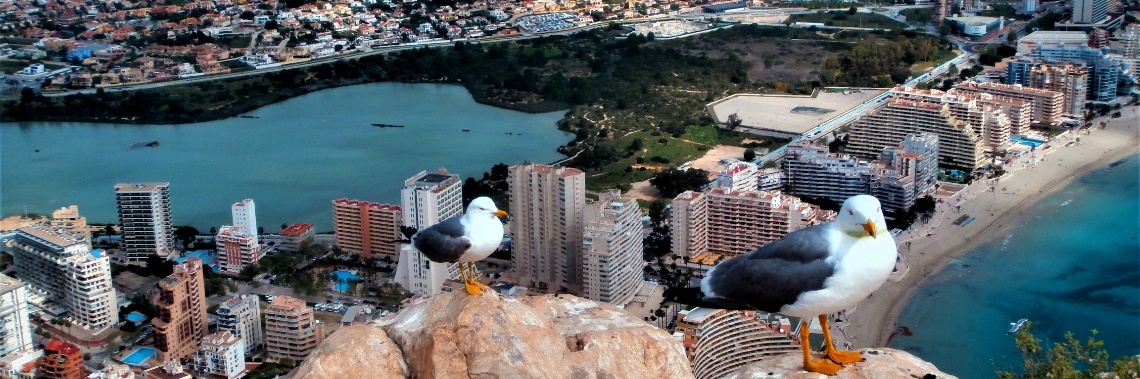 Op de top van de Ifach, samen met tientallen meeuwen... | enigma