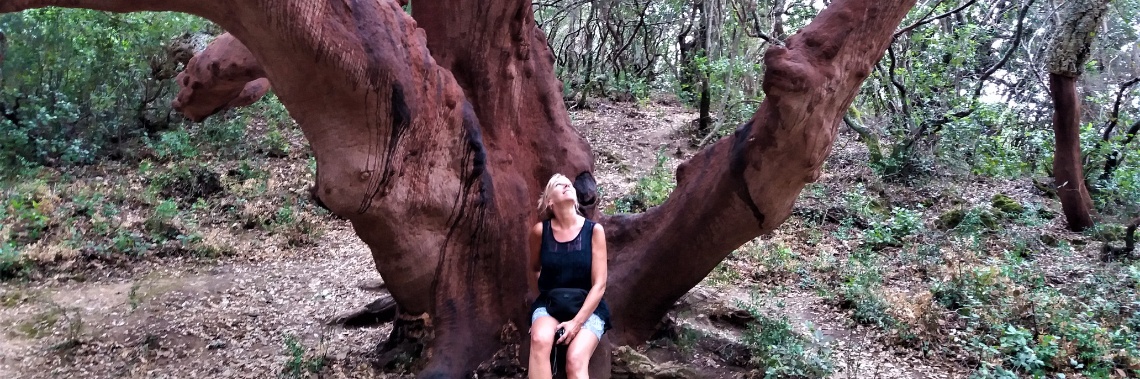 Special trees - photoblog | enigma