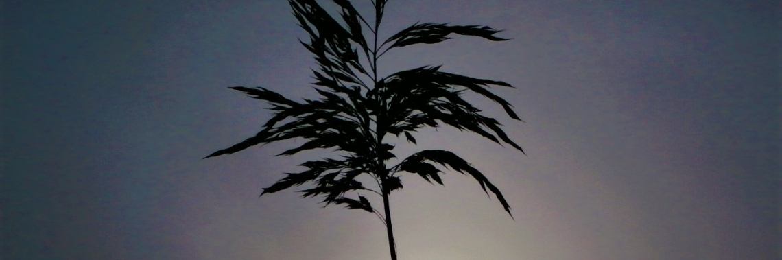 Le sort du jour | enigma