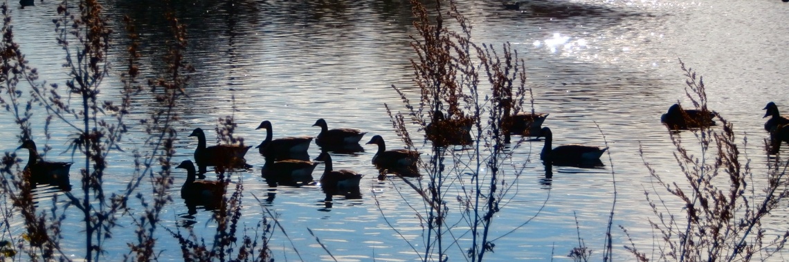 The Social dilemma ?? | enigma