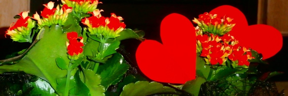 Valentijnsdag - tips voor hem. | enigma