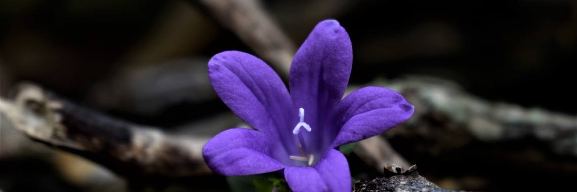 Vandaag in de tuin : de kleur paars. | enigma