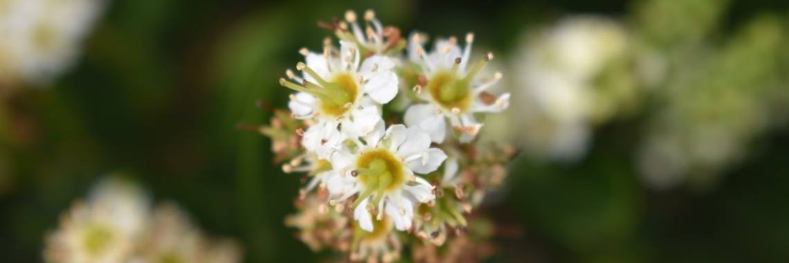 Verzameling Yoors-blogs : Wie ben ik ? | enigma