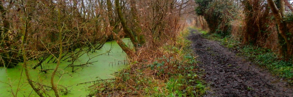Wandelen door de moerassen van Clairmarais. | enigma