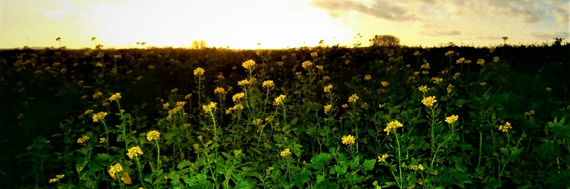 What is that bright yellow touch in the winter landscape? | enigma