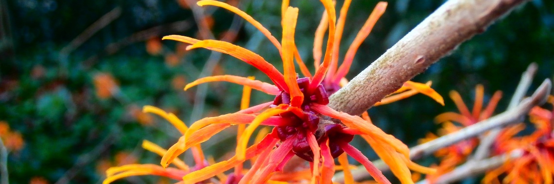 Winterbloeiers in het Arboretum van Kalmthout | enigma