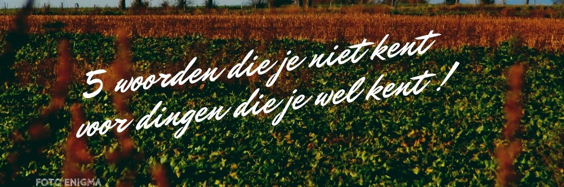 Woorden die je niet kent voor dingen die je wel kent. | enigma