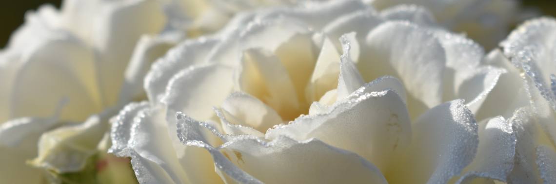 Zo krijg je een uitbundige bloei van rozen, de hele zomer lang . | enigma