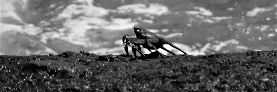 Zwart-wit in landschappen - deel 3 | enigma