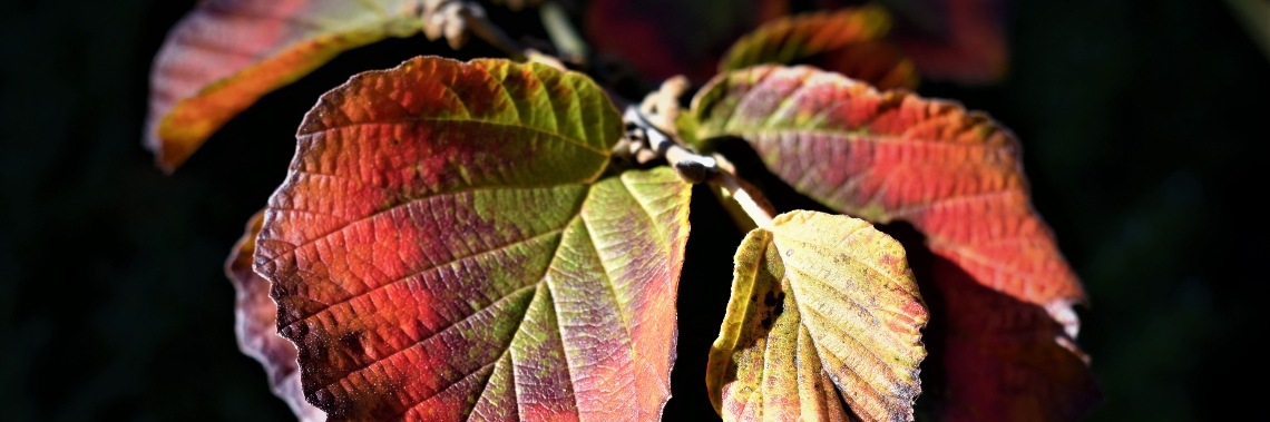 Welkom herfst... | enigma