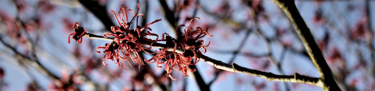 Winterbloeiers krijgen al gezelschap van lentebloeiers ! | enigma