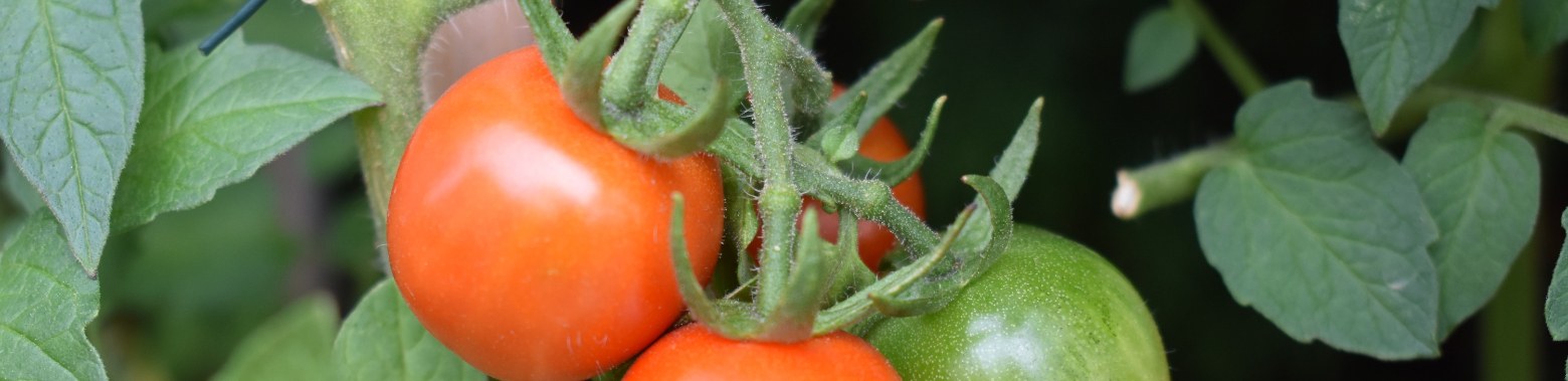 This is how you too will be eating your own tomatoes this summer! | enigma