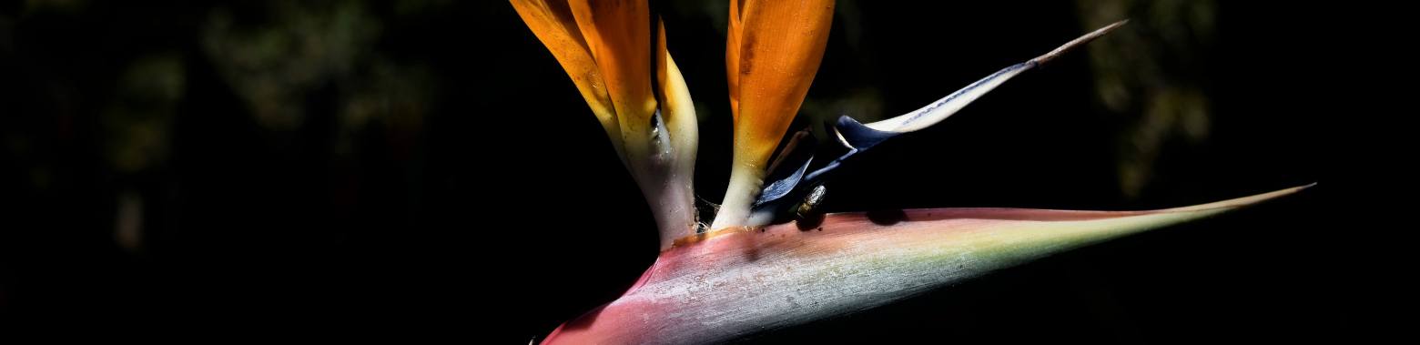 The bird of paradise flower, Madeira's national pride. | enigma