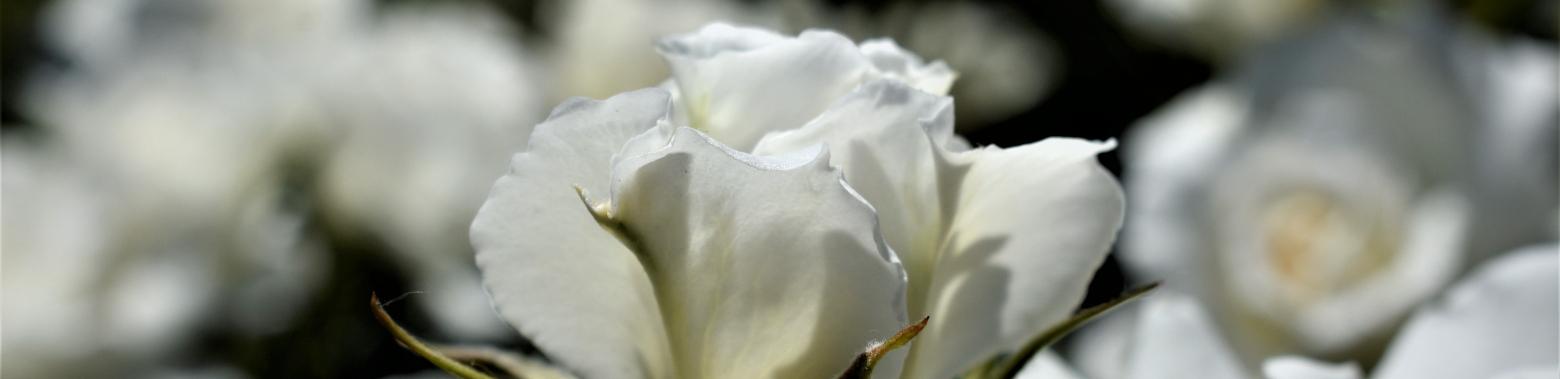 Over mindful aanwezig zijn en stank... | enigma