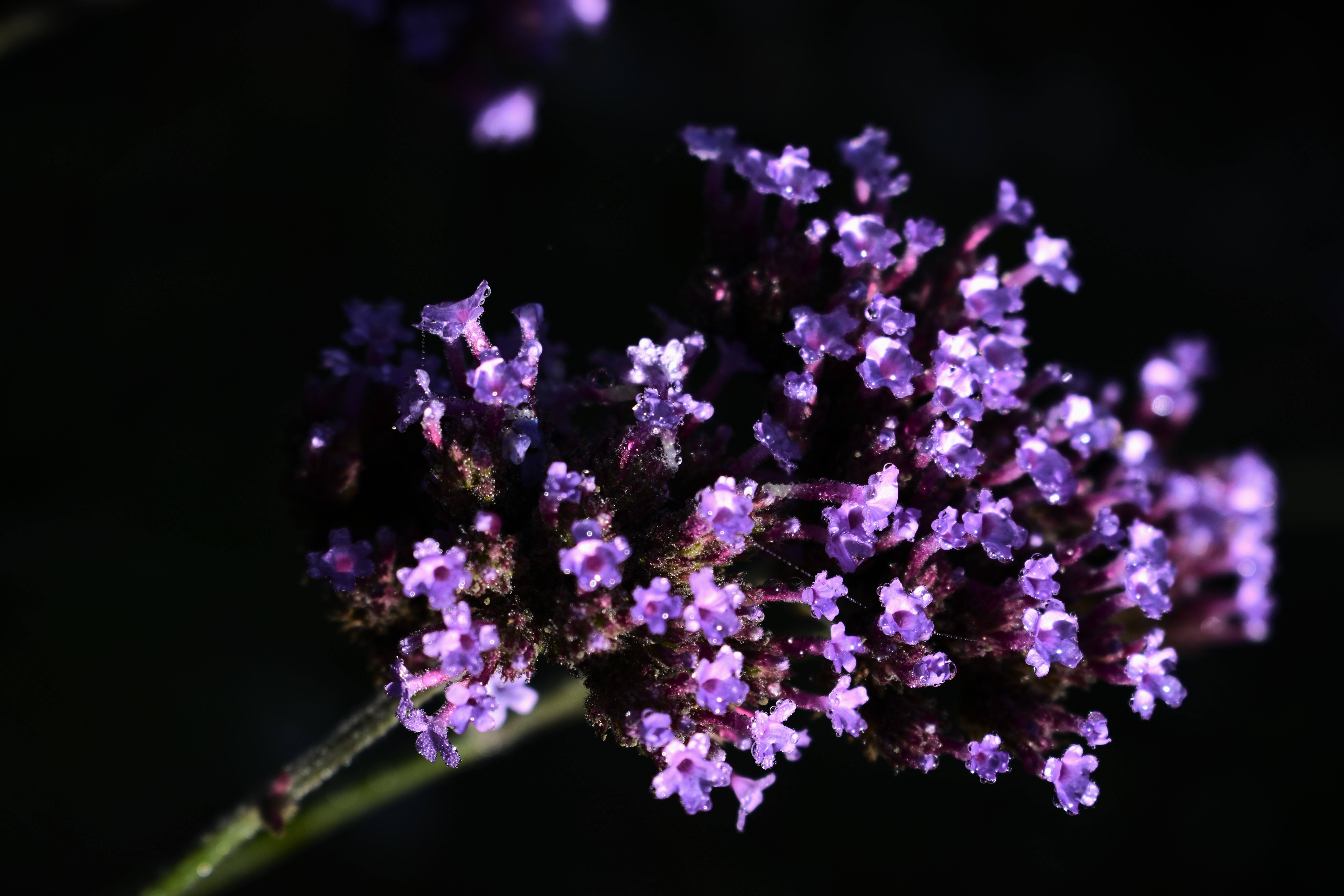 After rain comes... a nice photo! | enigma