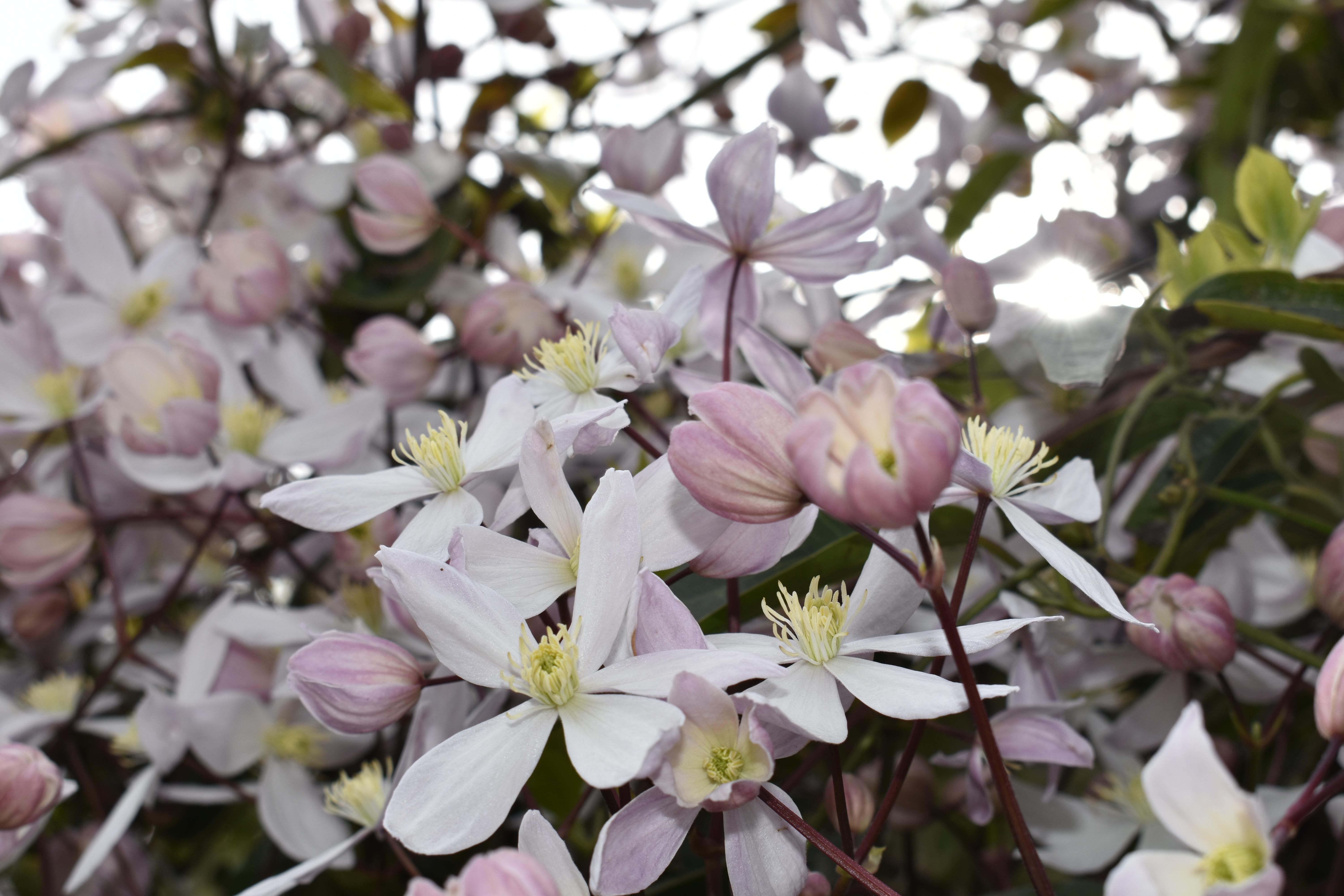 De clematis armandii | enigma