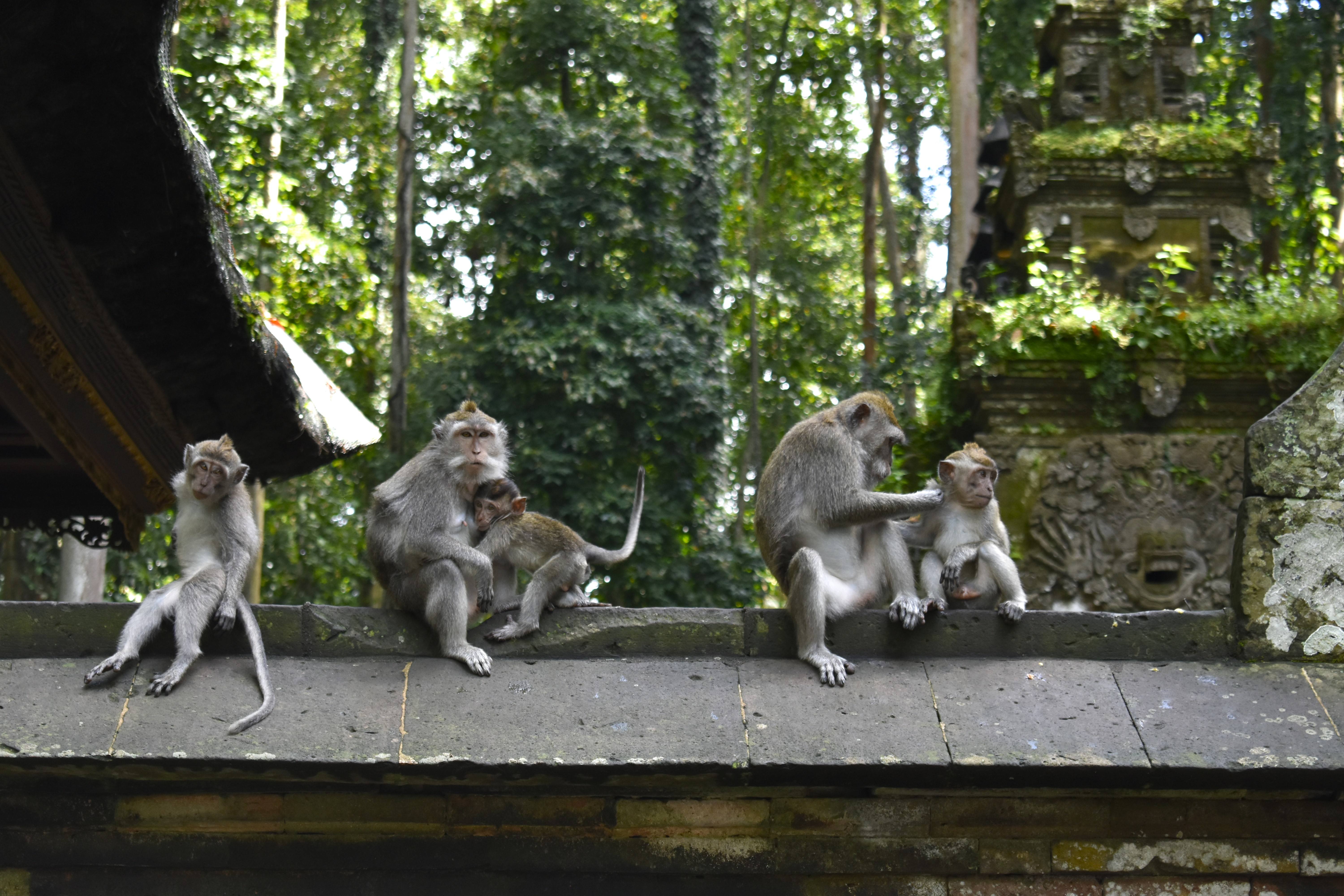 Bali : Sangeh Monkey Forest - Yoors