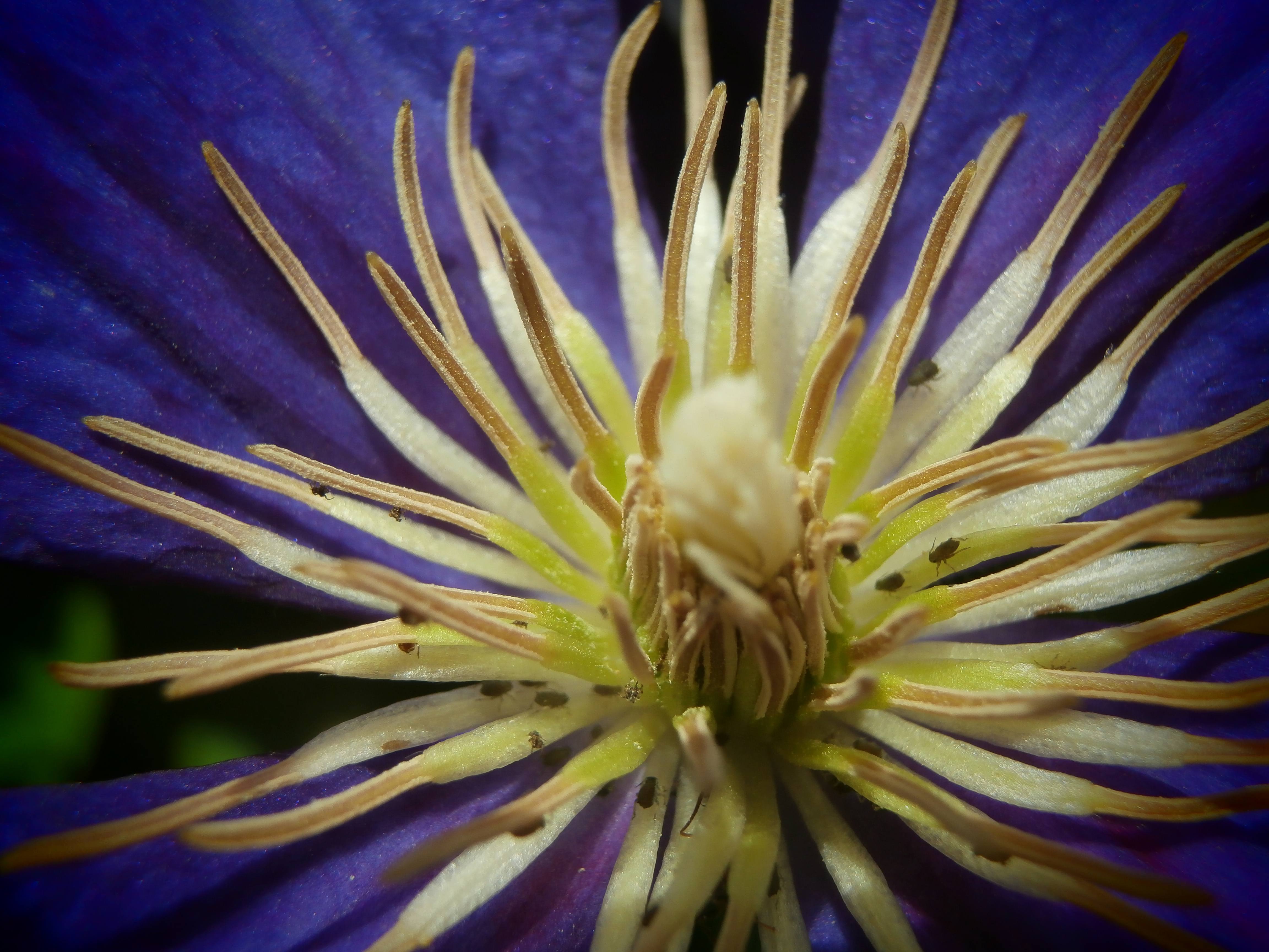 Floral hearts | enigma