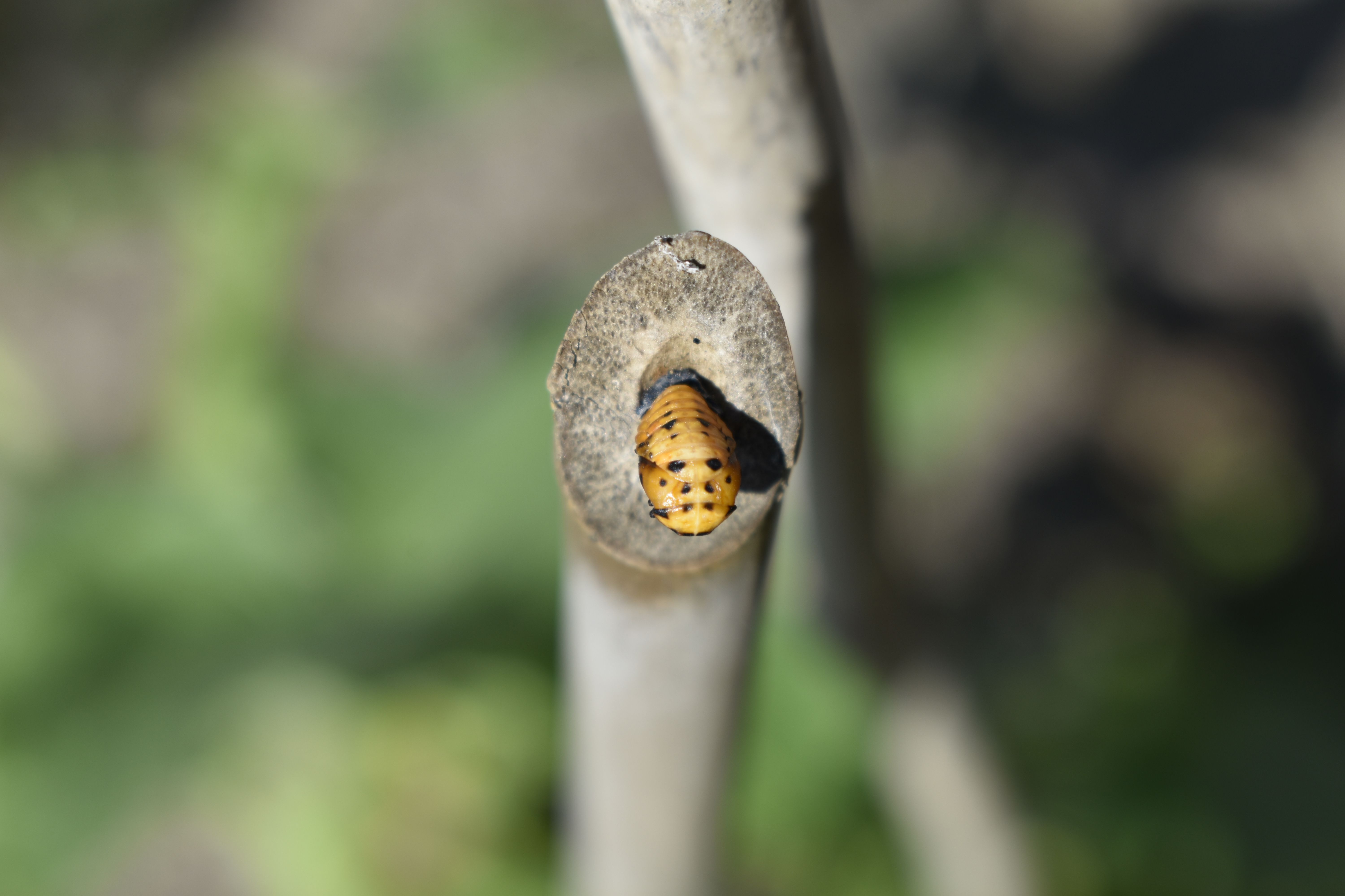 De geboorte van een lieveheersbeestje | enigma