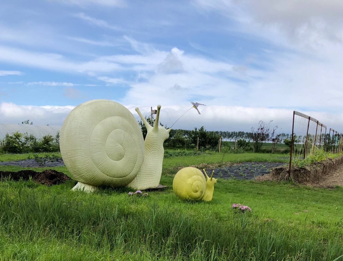 Ik weet niet of dit de oplossing is... | enigma