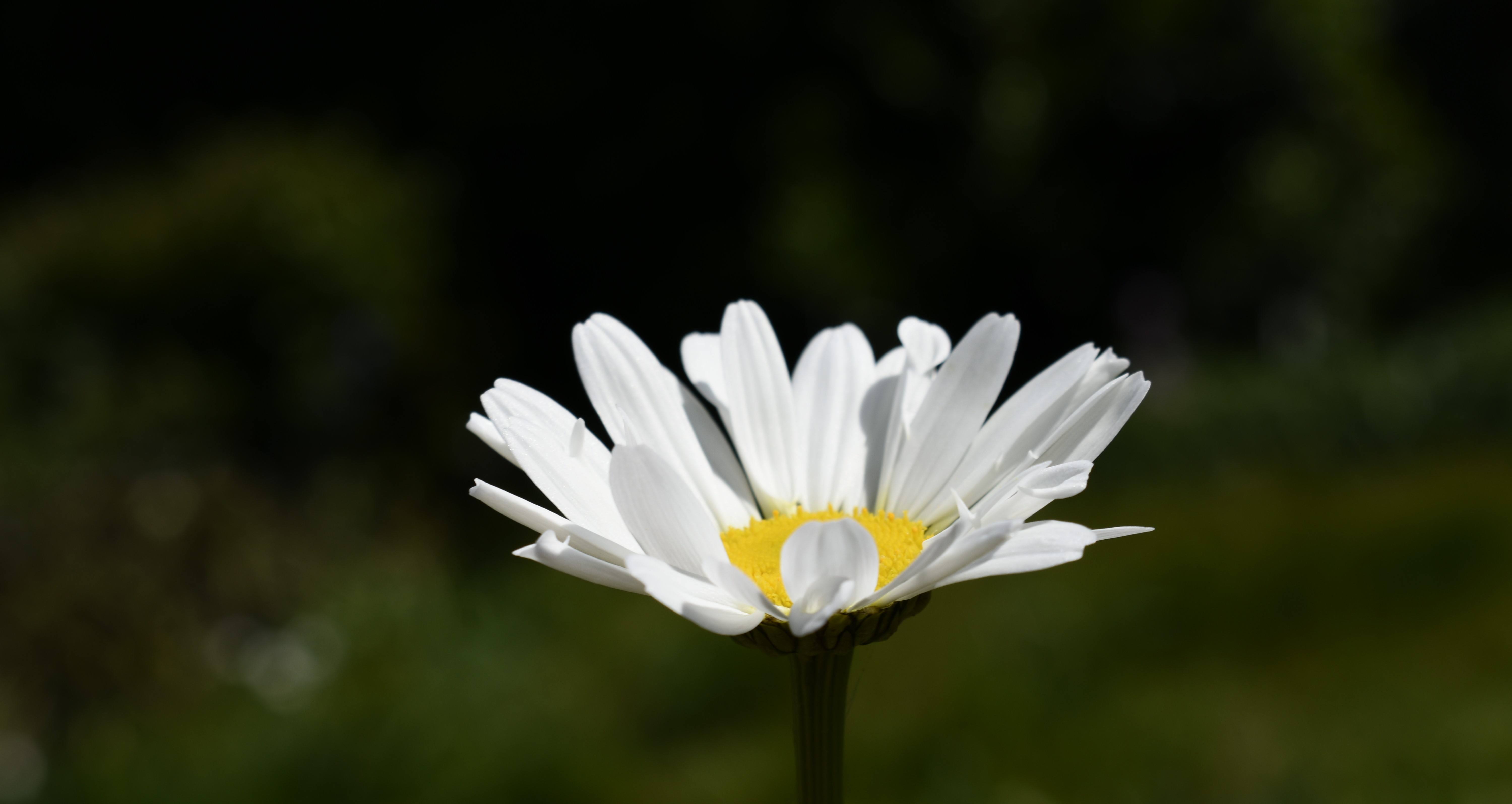 Good morning sunshine! | enigma