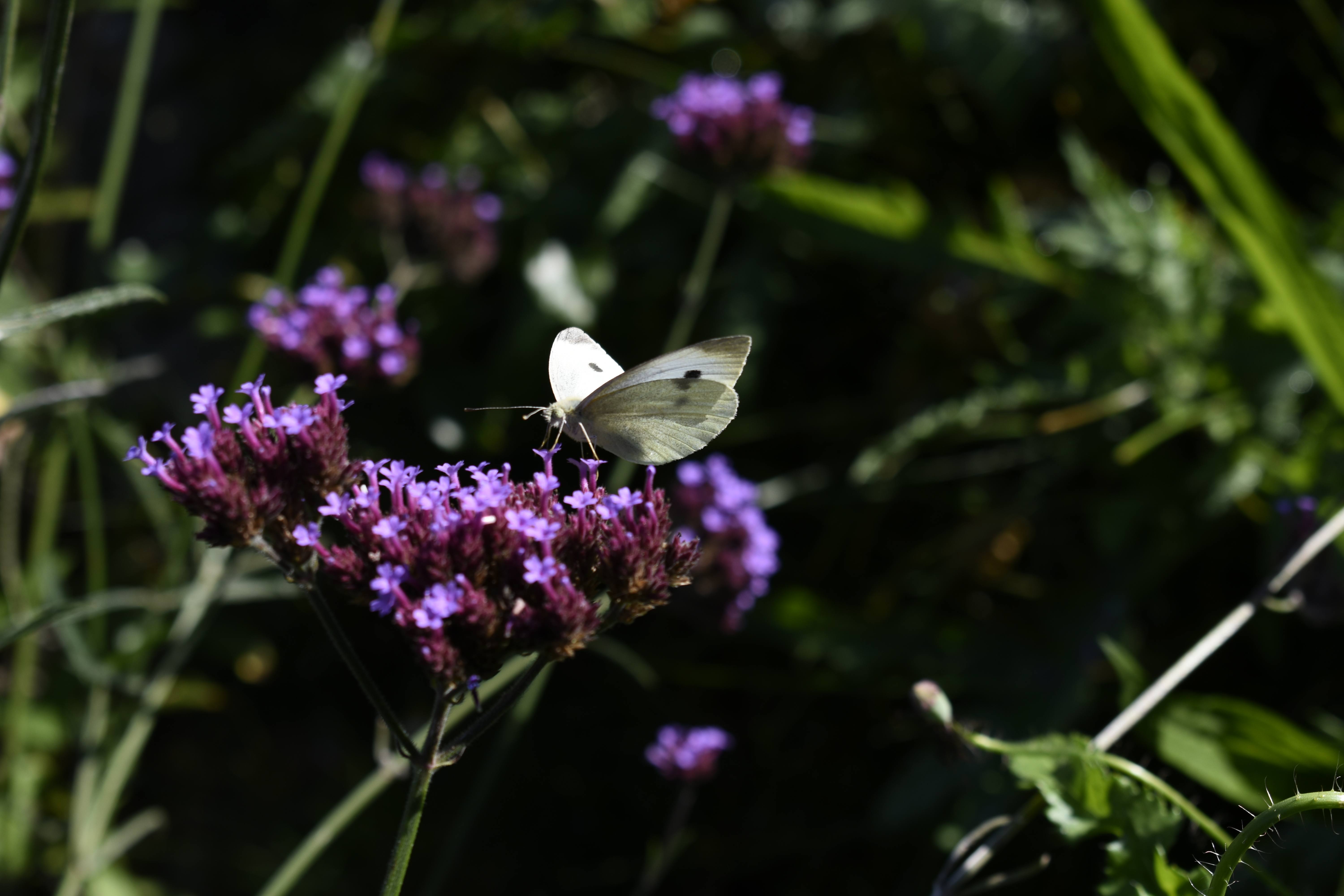Waar blijven ze ? | enigma