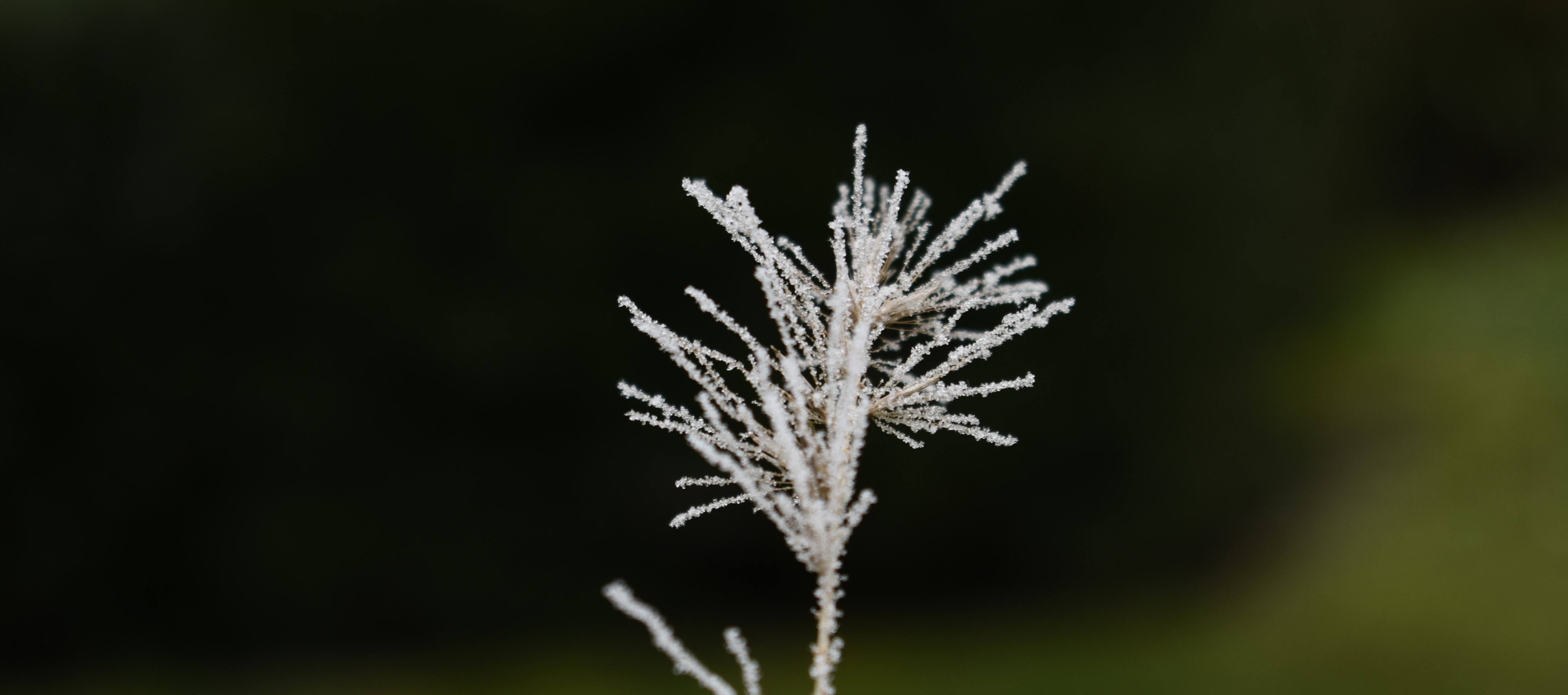 Over rijm en rijp | enigma