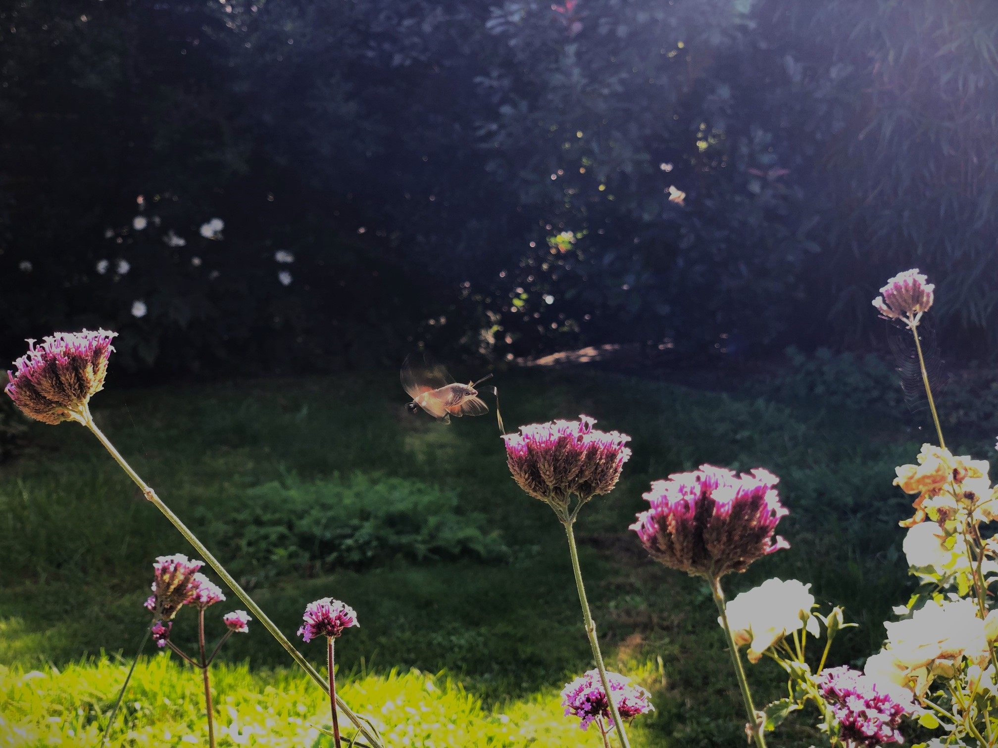 The hummingbird butterfly and vervain: A perfect symbiosis | enigma