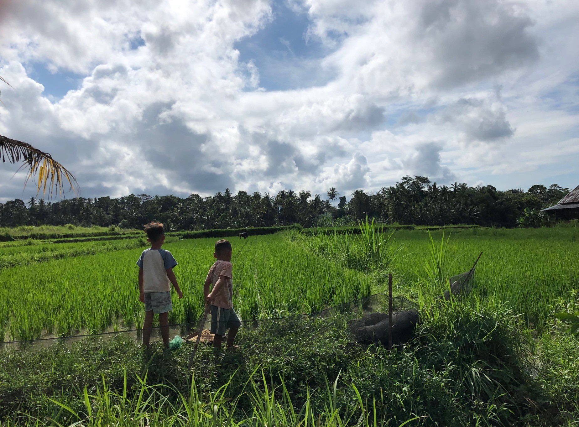 Bali : het harde werk op de rijstvelden | enigma