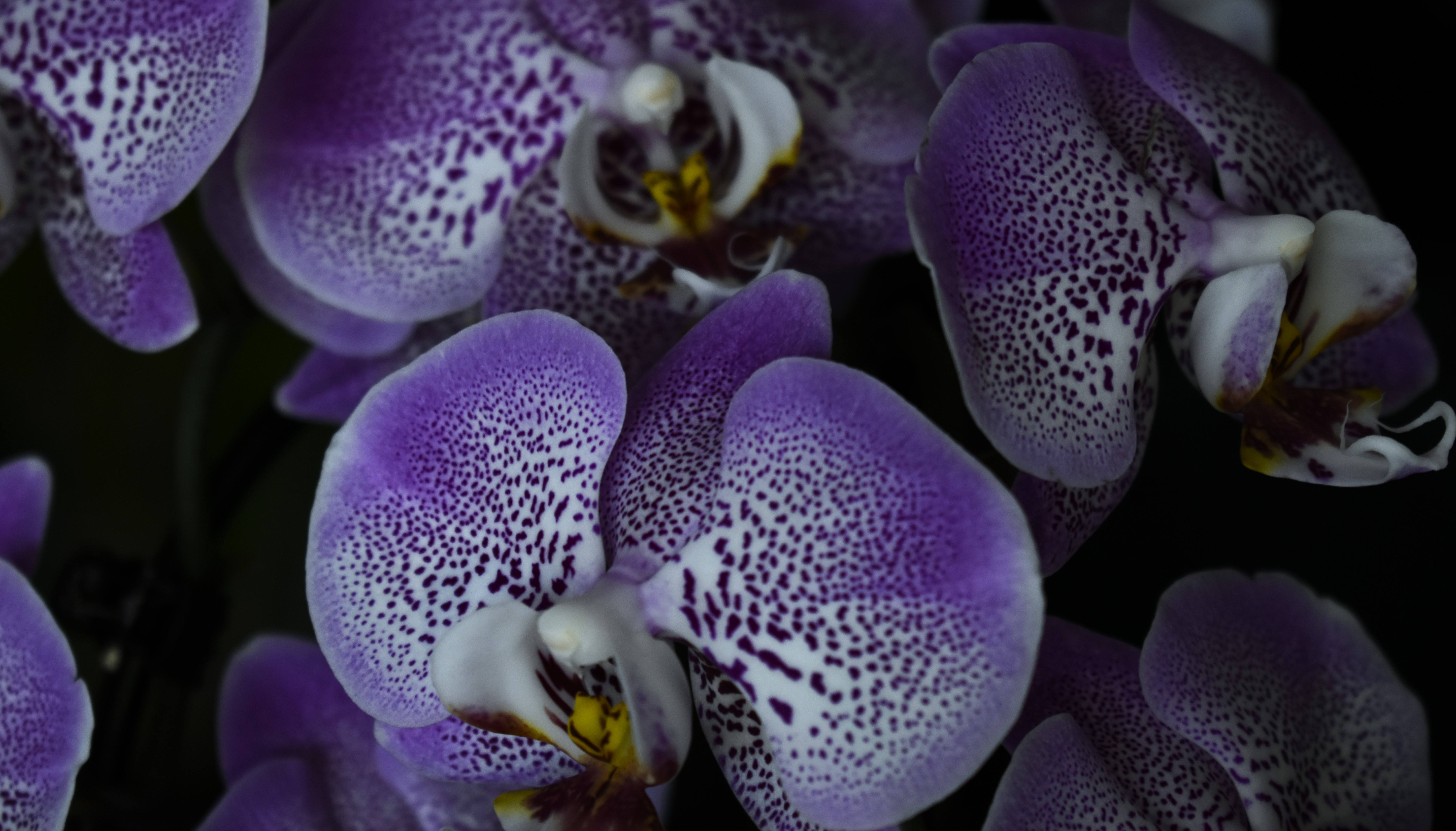 De orchidee als kamerplant: Een kleurrijke aanwinst voor elk huis | enigma