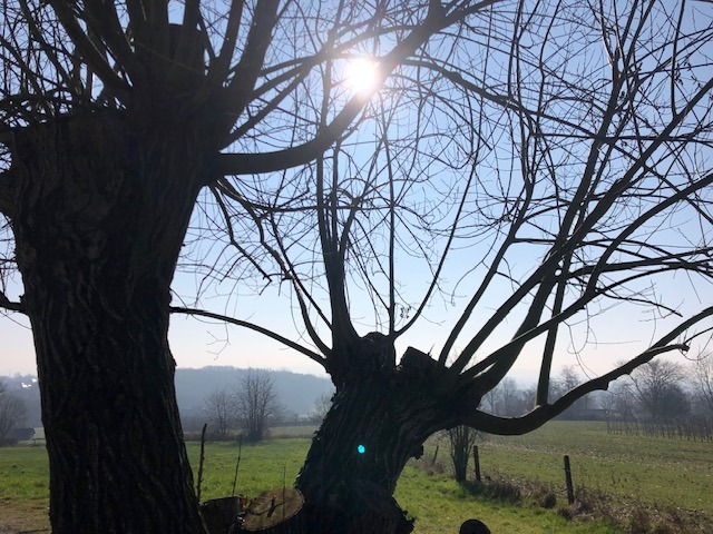 Stijn Streuvels: the writer, the Thrush Nest and the walking route. | enigma