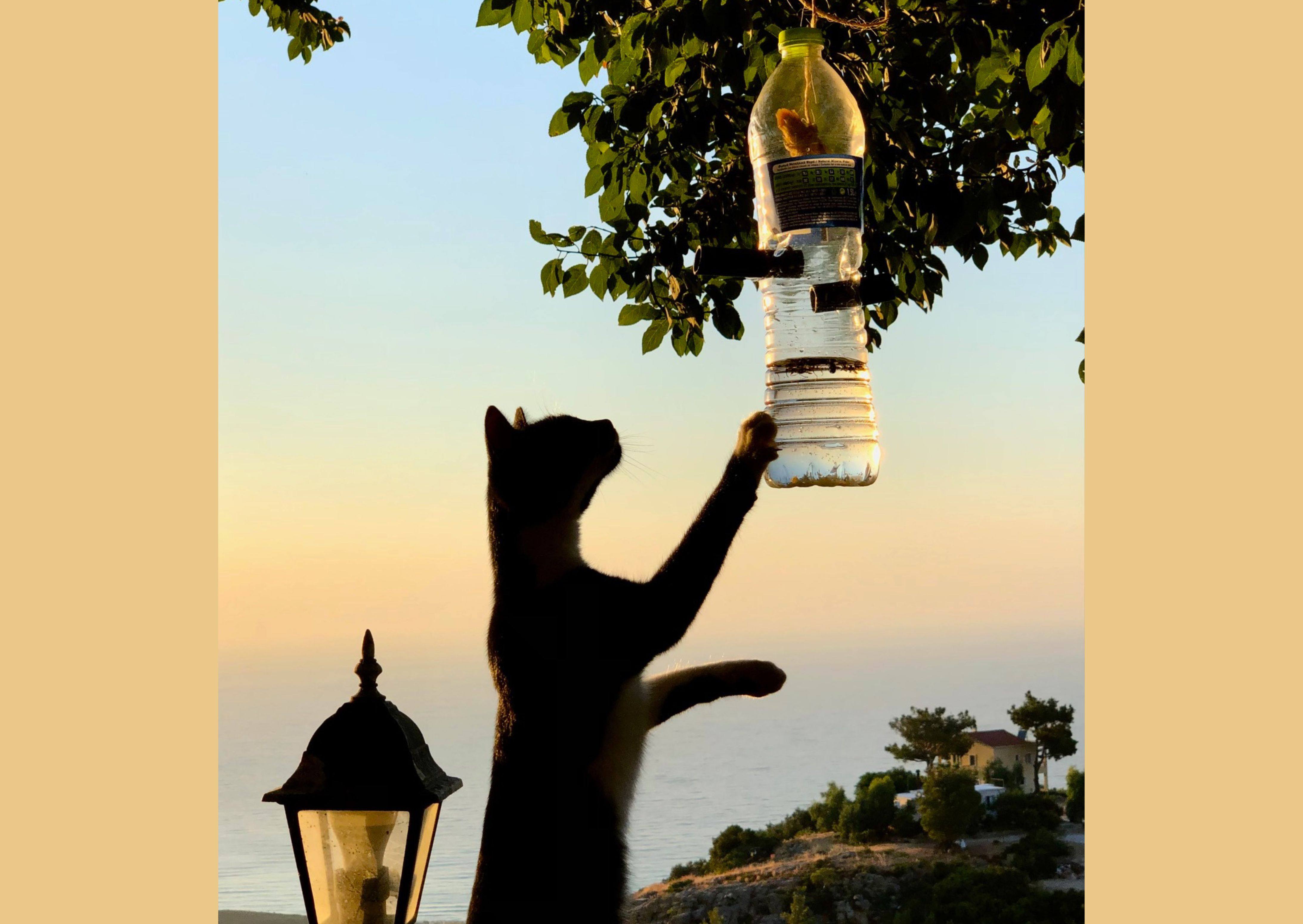 Ikaria : de katten, bewoners van een tijdloos eiland | enigma