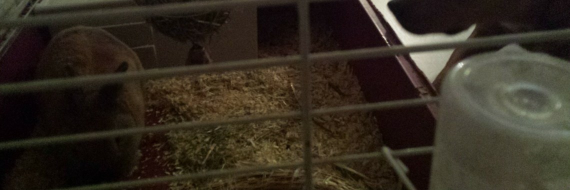 Homer en Jynx | delissa