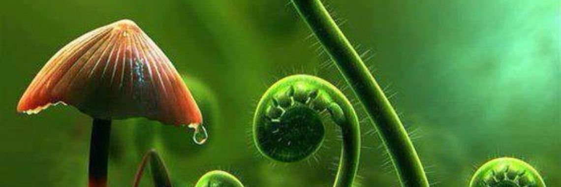 ~ 11 Odd facts about Psylocybin Magic Mushrooms ~ | Chuen Evi Odette