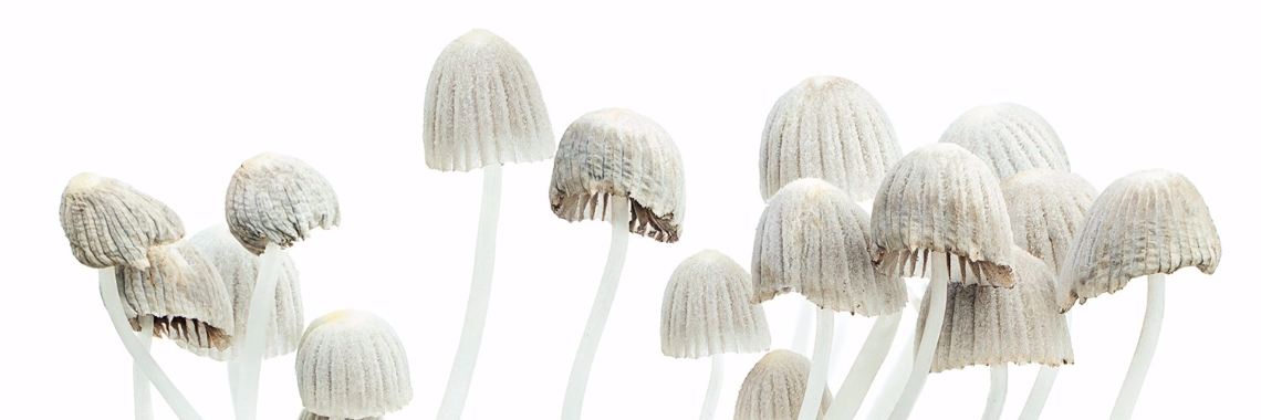 ~ Psylocybin Mushrooms aka Magic Mushrooms ~ | Chuen Evi Odette