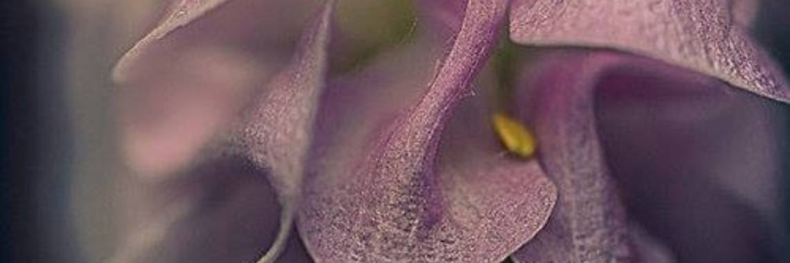 ~ Thomas Moore on flowers and their beauty ~ | Chuen Evi Odette