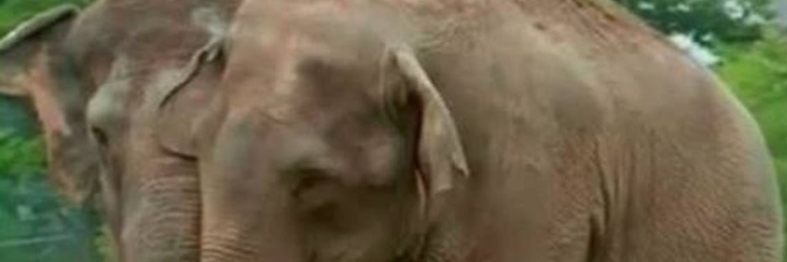 Twee olifanten woonden in een circus voordat ze gescheiden werden. De beste maatjes worden herenigd na 22 jaar - hun reactie doet miljoenen mensen een traantje wegpinken. | Joa