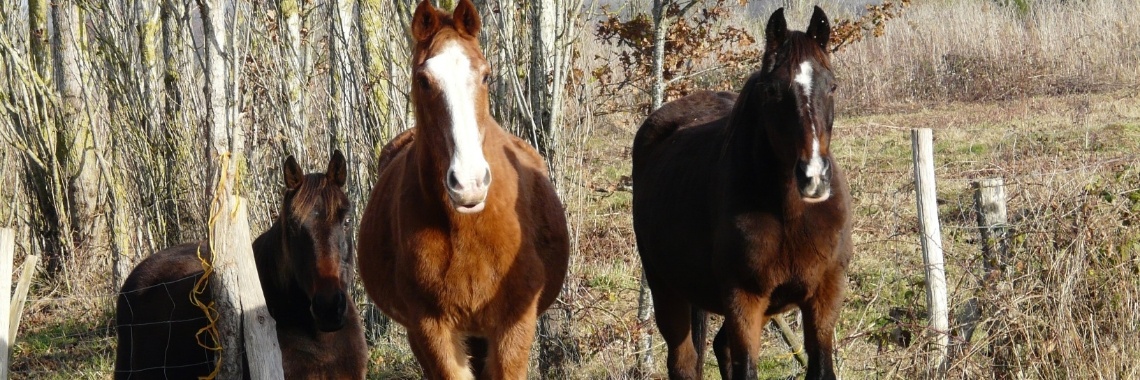 Het begin! | Dierenparadijs-opvang