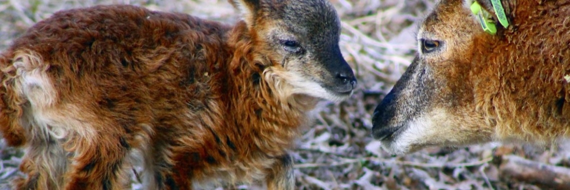 Dieren 🐏in de Lente🐑🐐 | PhotoManiXDigital